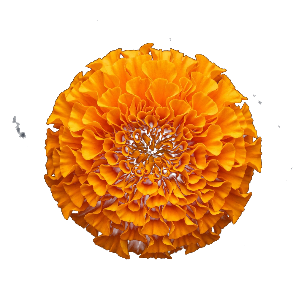 Genda Phool Marigold Flower